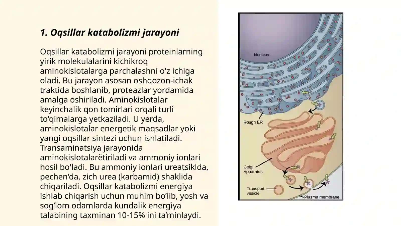 Oqsillar katabolizmi 3