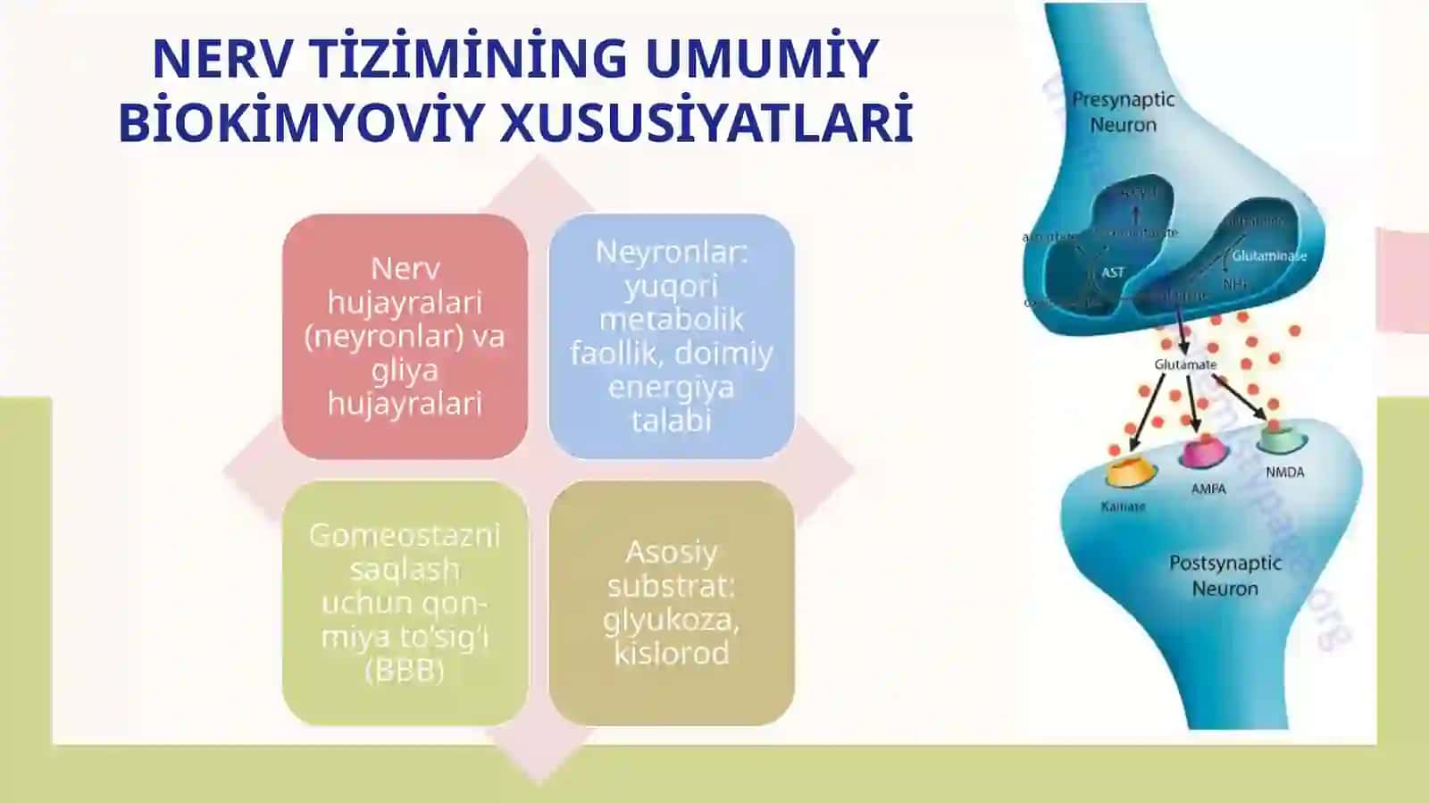 Nerv tizimibiokimyosi. Ko‘ruv. Miya metabolizmi 3