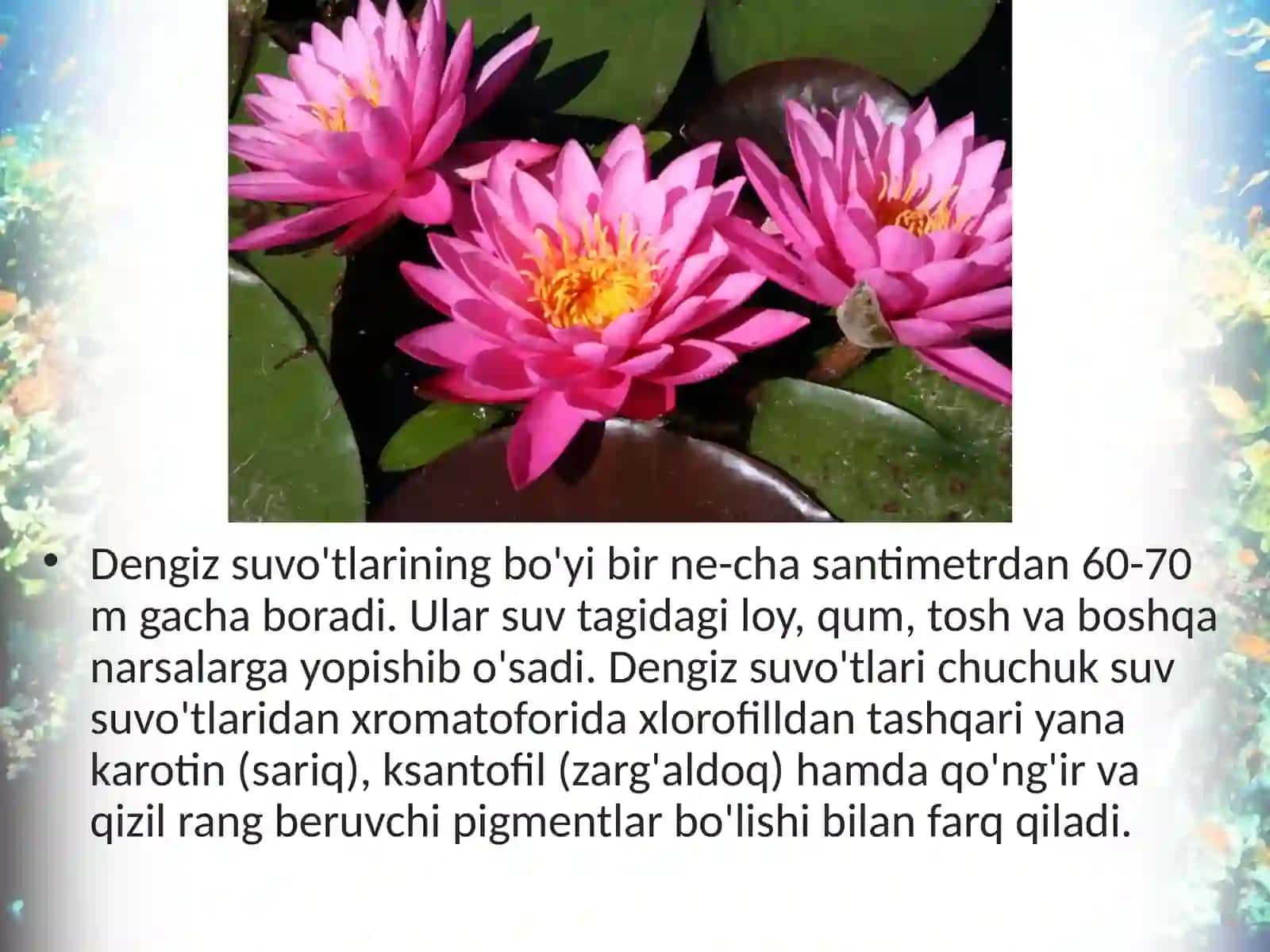 6-sinf Botanika dars ishlanma. Qo'ng'ir va qizil suvo'tlari 3