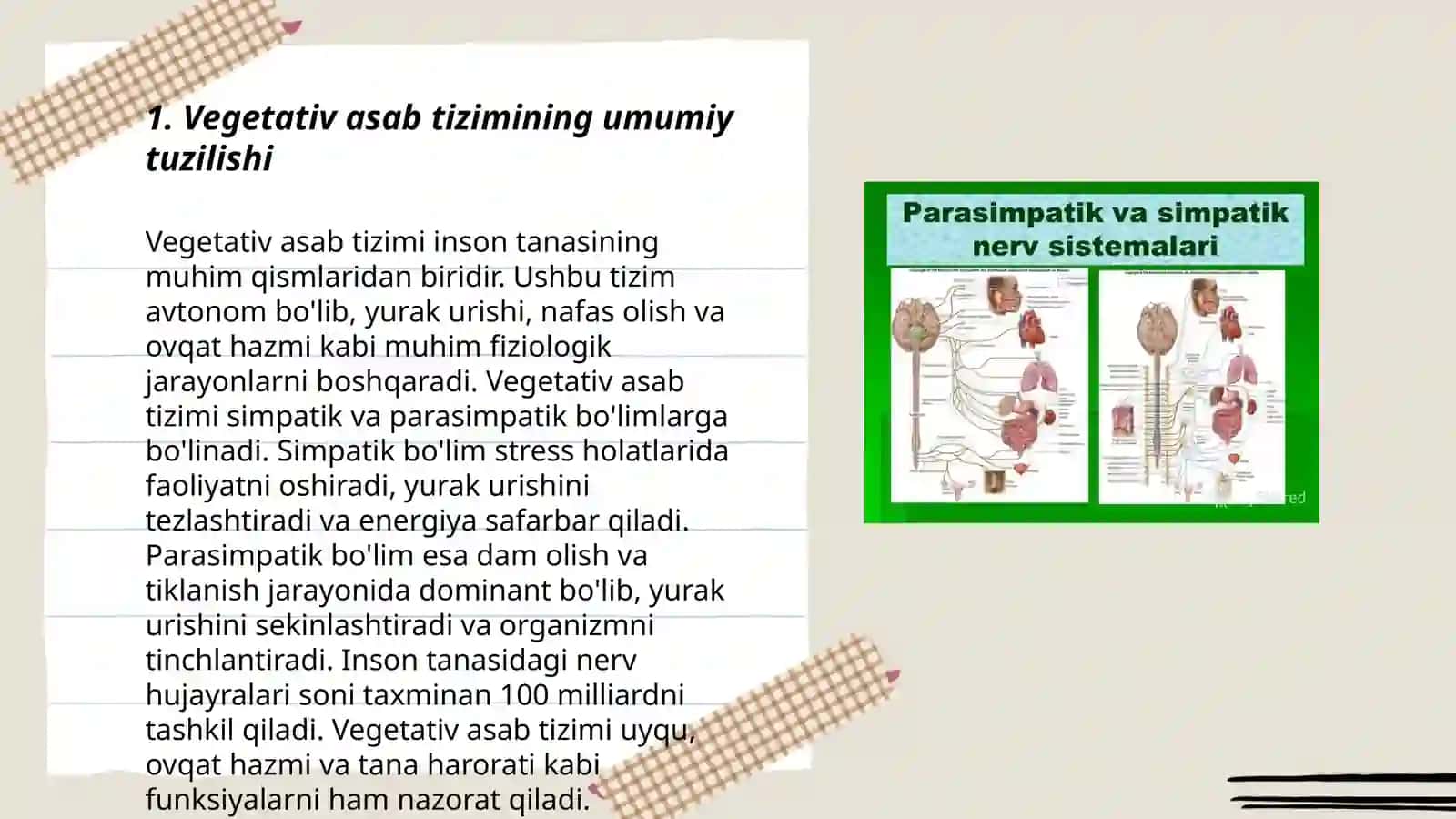 Vegetativ asab si'temasi 3