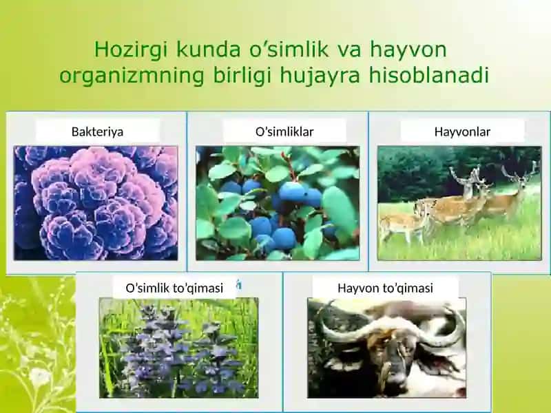 Hujayra poʻstining hosil boʻlishi va tuzilishi 3