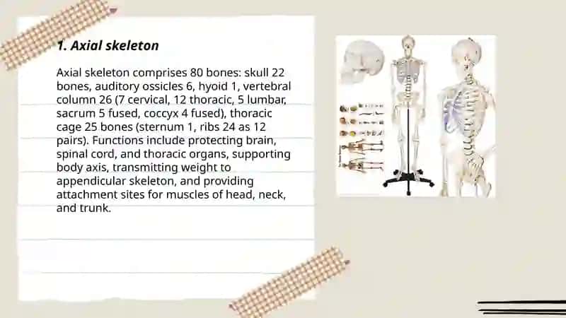 Human skeleton 3