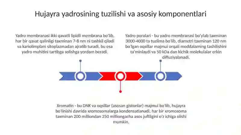 Hujayra yadrosi 3