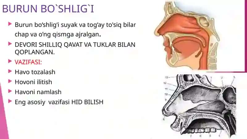 Nafas Olish A'zolari 3