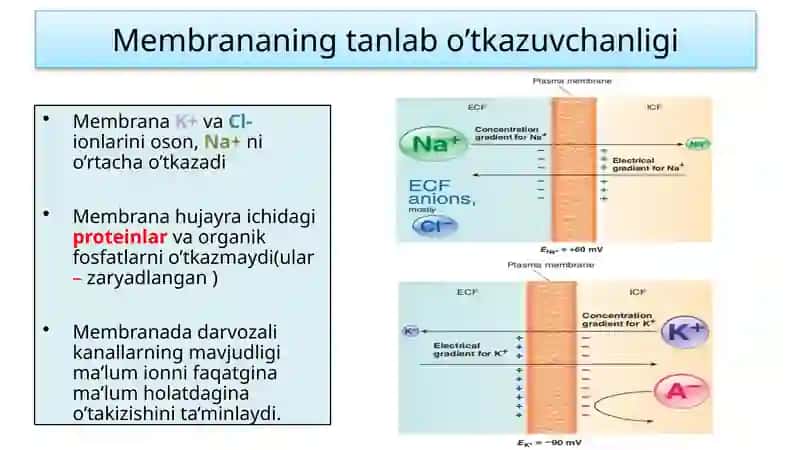 2. Fiziologiya (Membrana potensiali, Nerv tolasi) 3