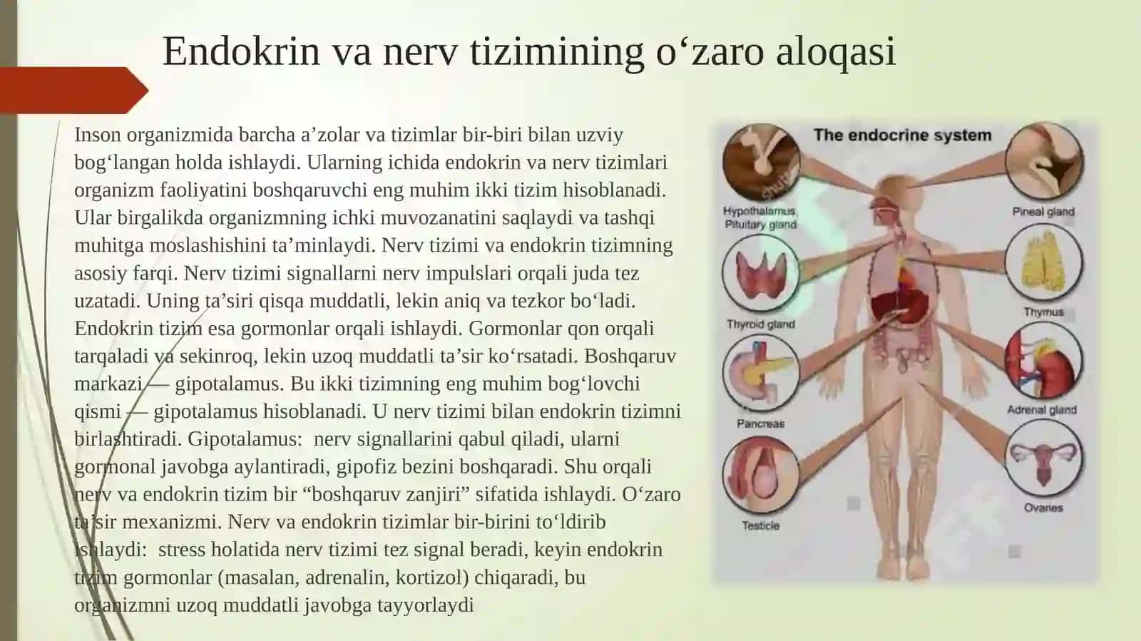 Endokrin va nerv tizimining o'zaro aloqasi 3