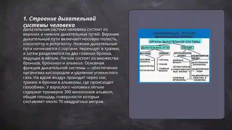 Cистема органов дыхания 3