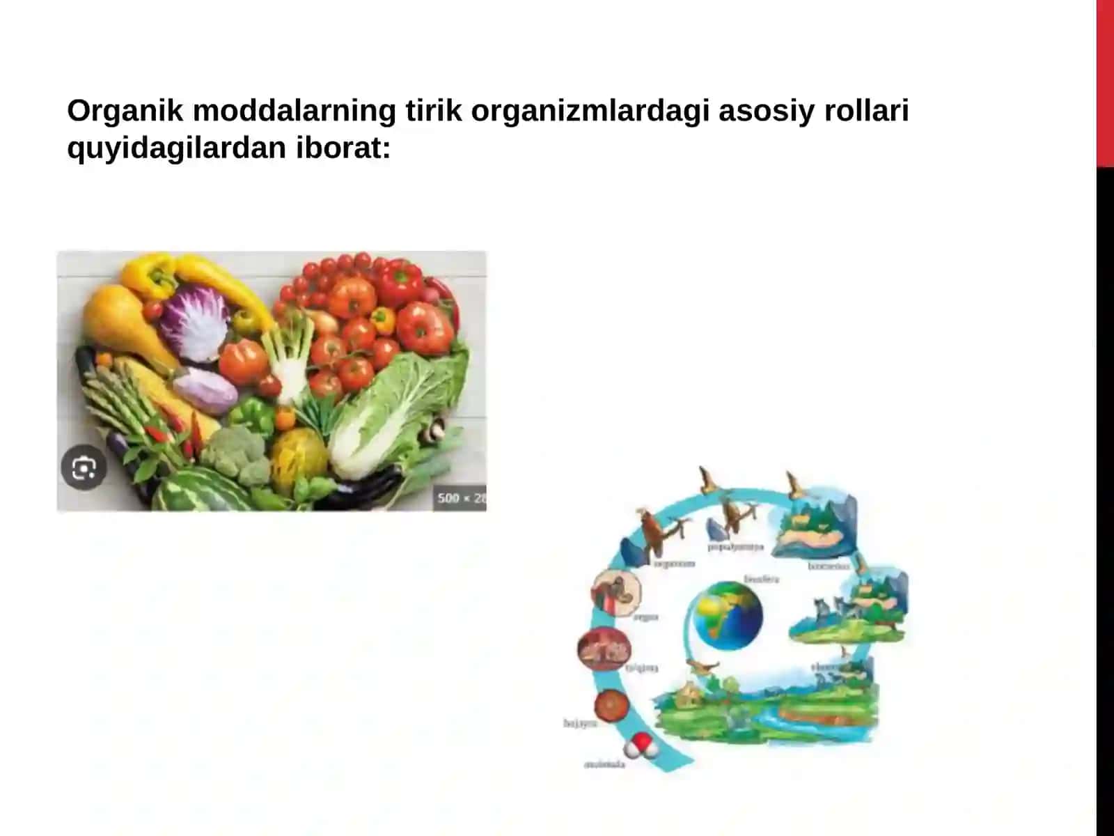 Tirik organizmlarda organik moddalarning roli 3