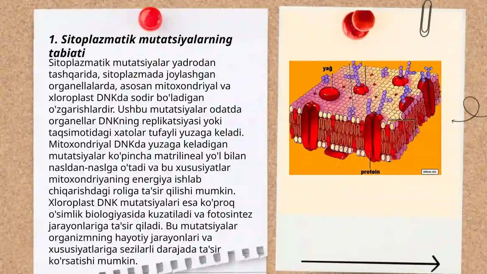 Sitoplazmatik mutatsiyalar 3