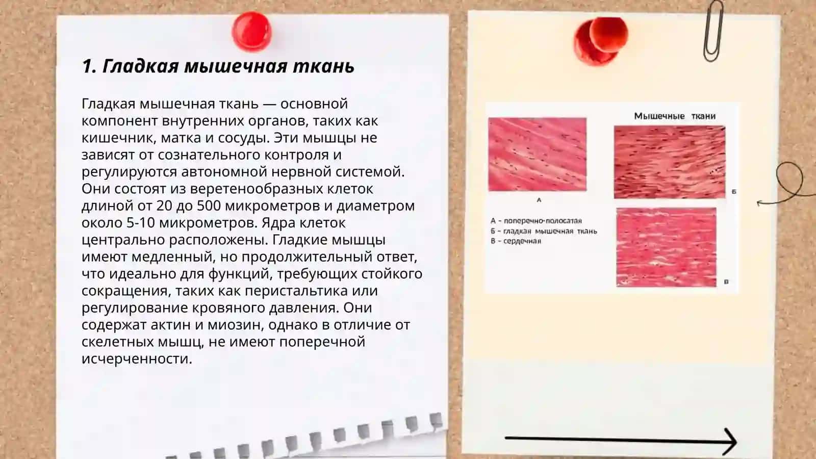 Гладкая мышечная ткань 3