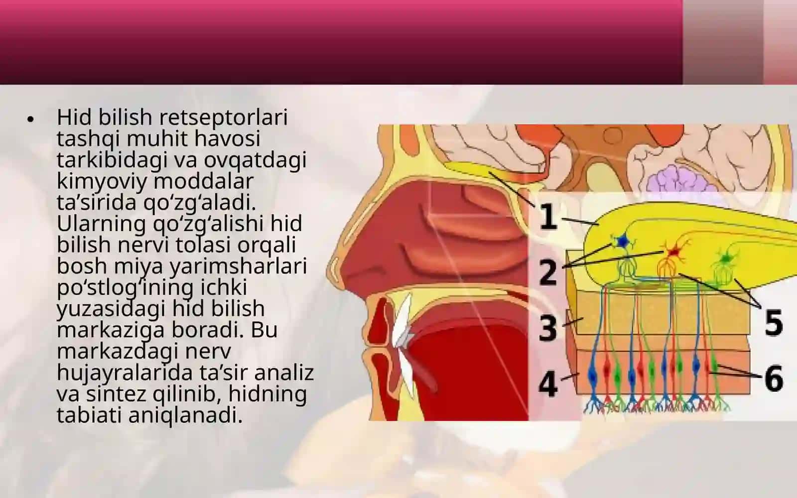 Tam bilish va hid bilish azolaring funksiyalar anatomiyasi 3