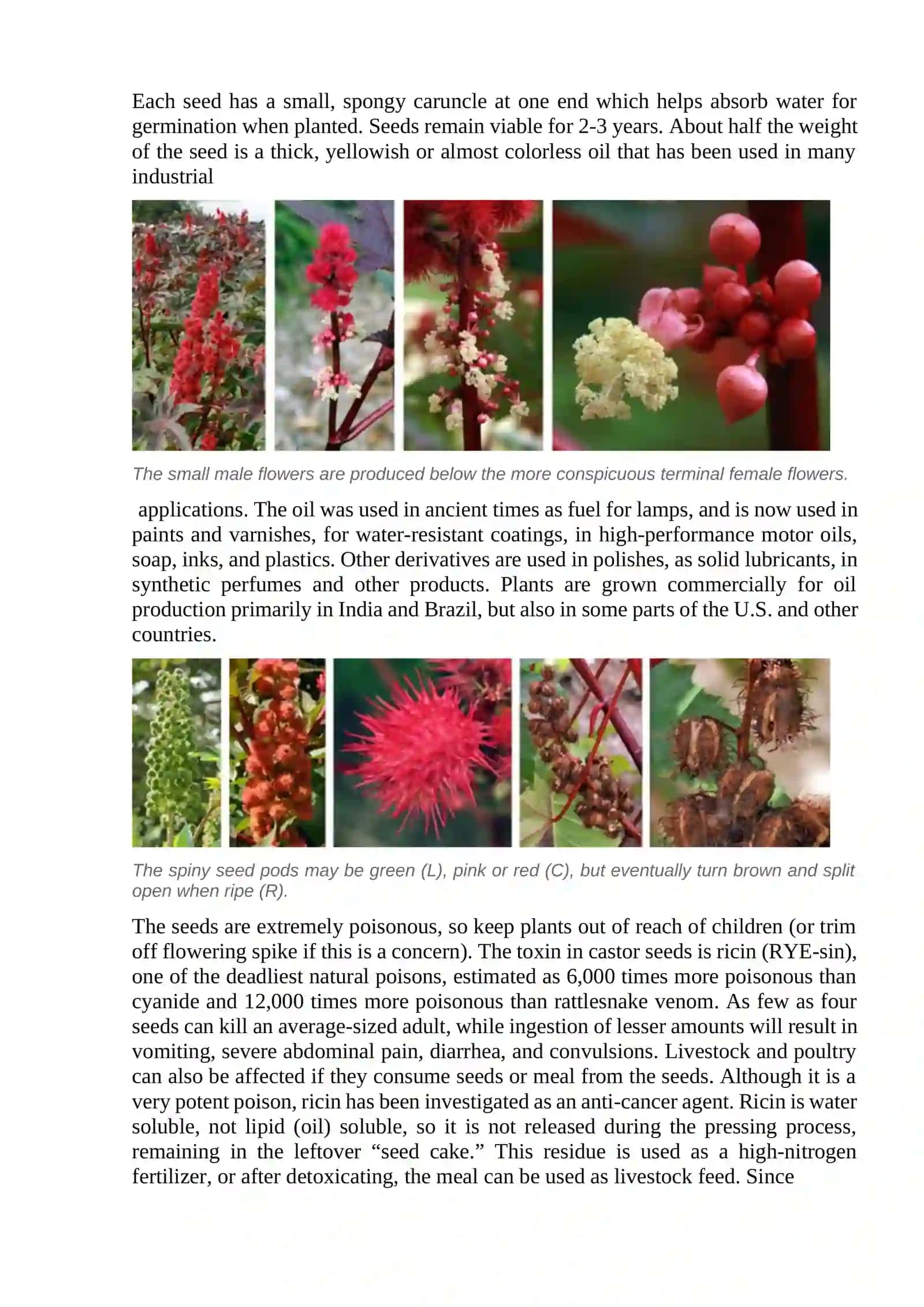 Variety traits of castor bean varieties 3