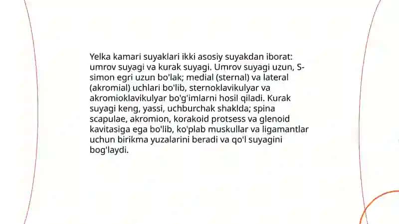 Yelka kamari suyaklari 3