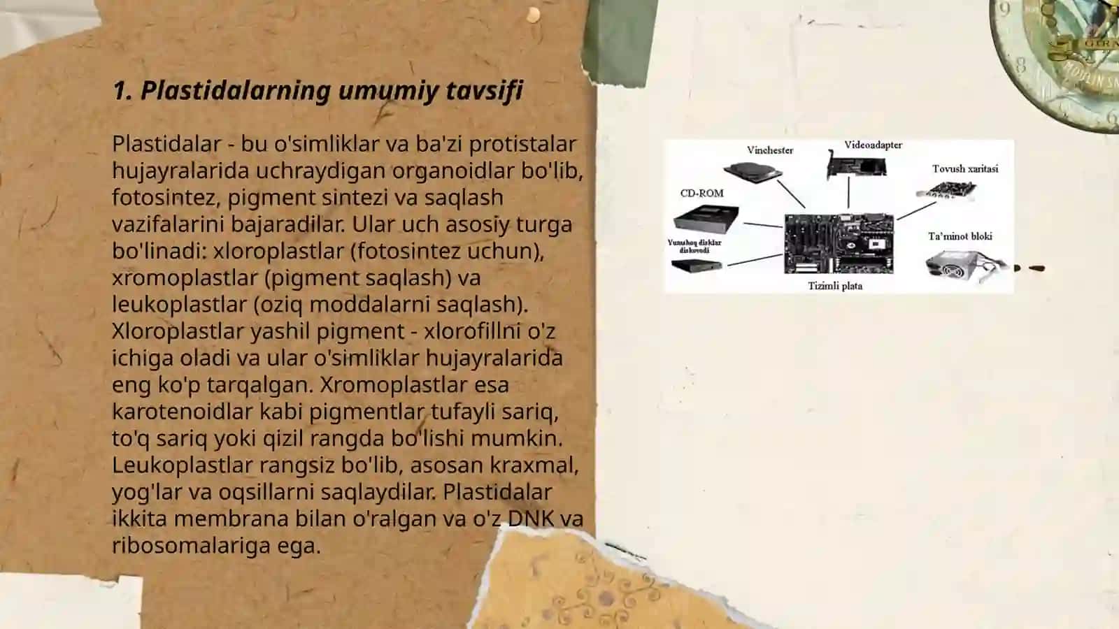 Plastidalar va ularning tiplari, tuzilishi 3