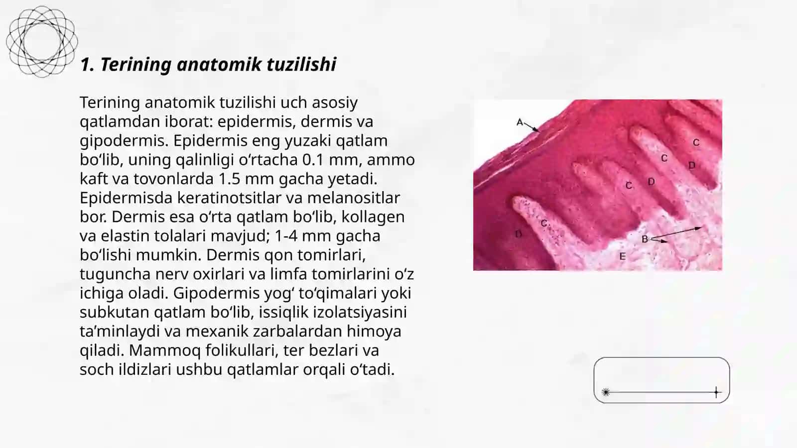 Terining anatomik tuzilishi 3