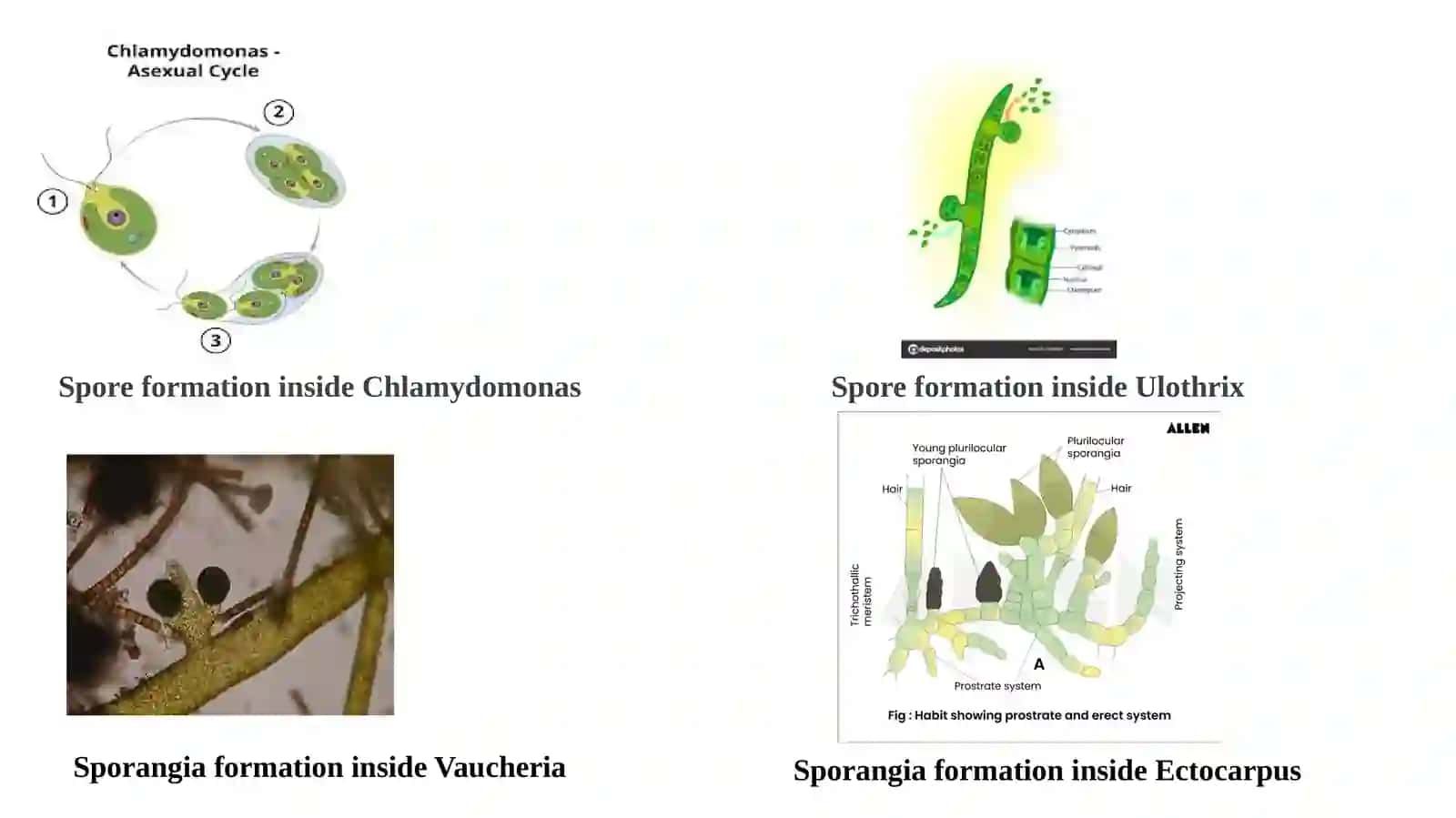 Algal flagella(Part Two) 3