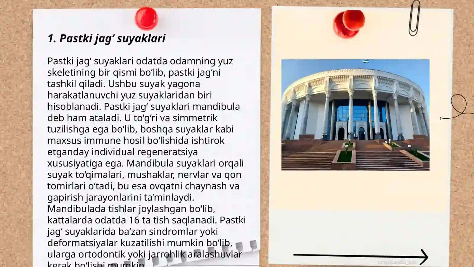 Pastki jagʻ anatomiyasi 3