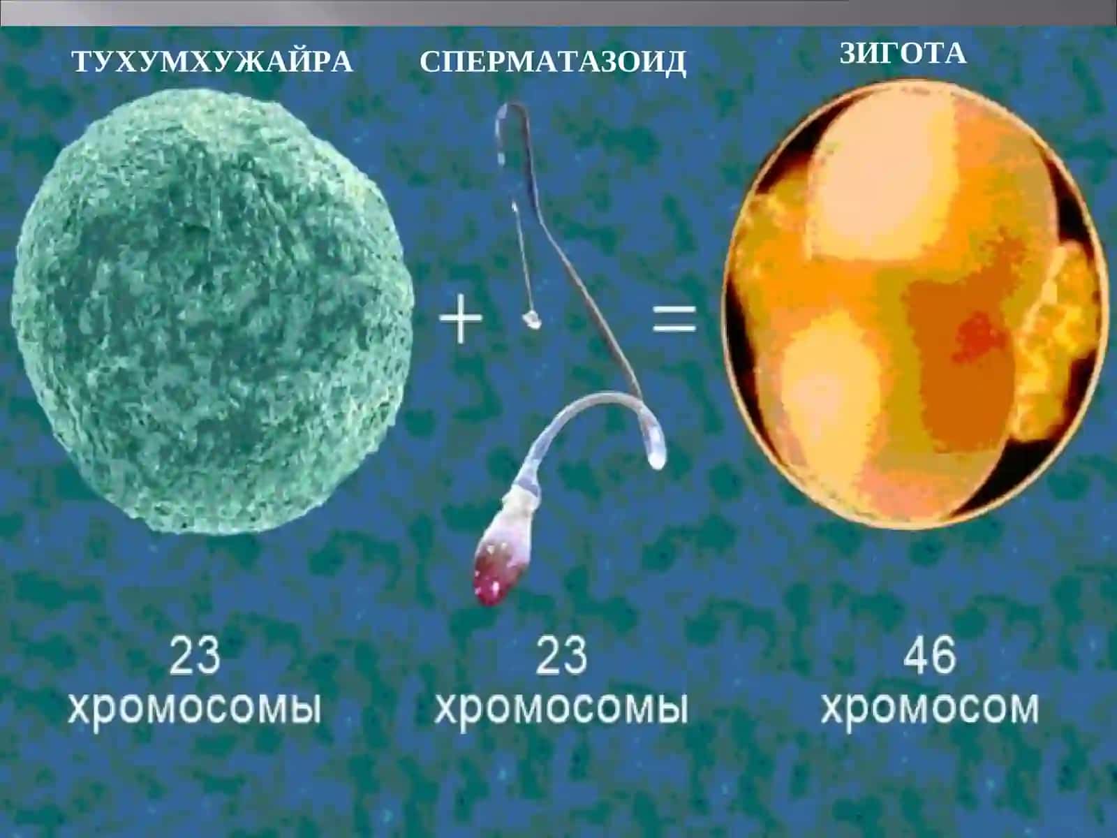 Акушерлик ва гинекология кафедраси 3