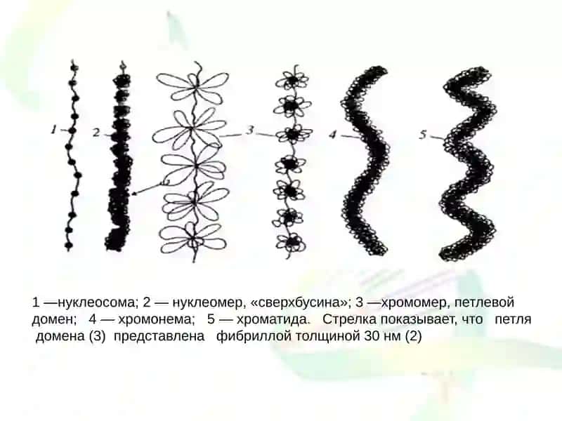 Геномнинг турли тузилиш даражалари 3