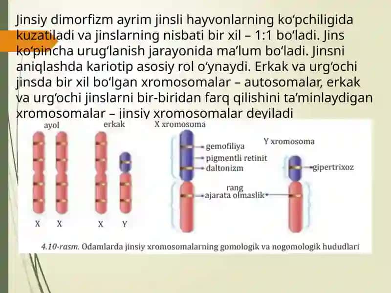 Jinsgenetikasi 3