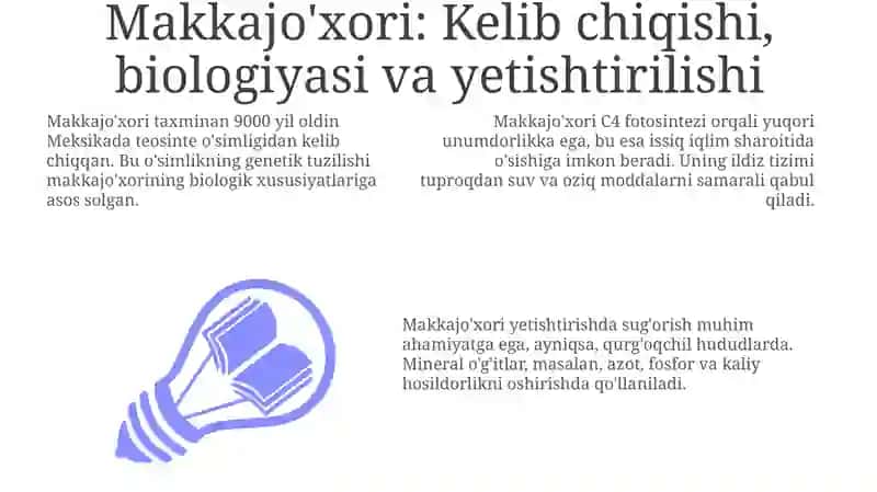 Makkajuxori 3
