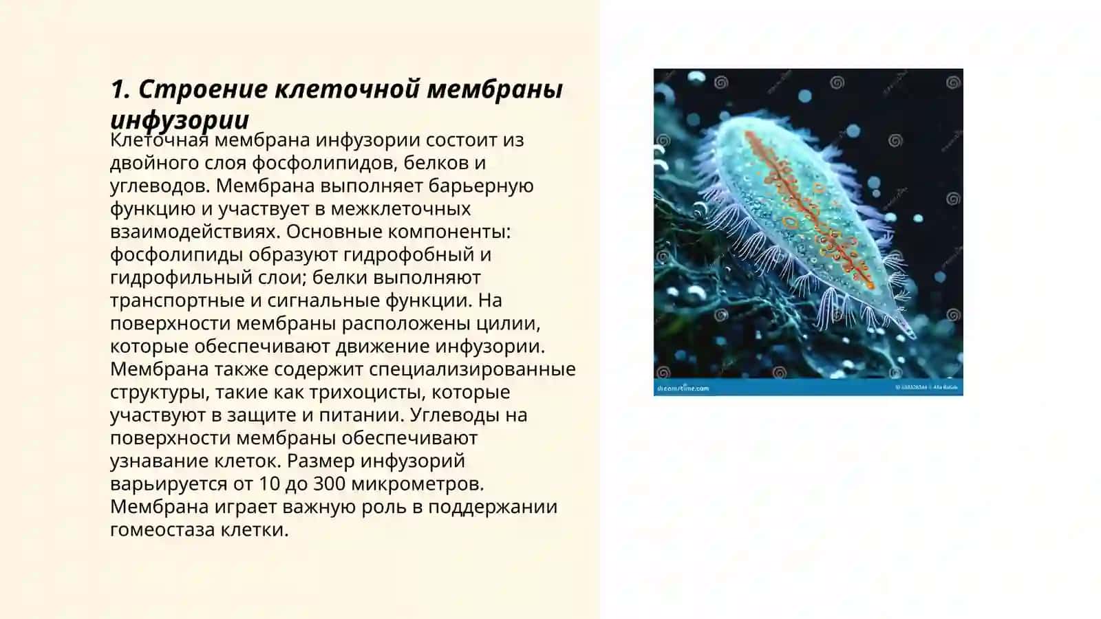 Строение клеточной мембраны инфузории 3