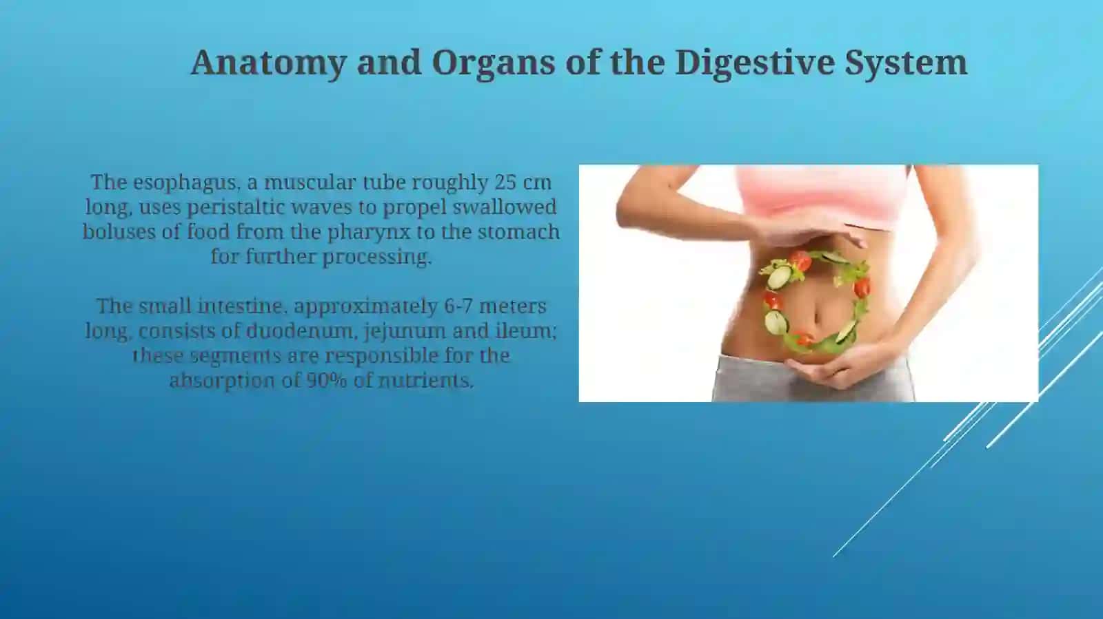 Anatomy and Organs of the Digestive System 3
