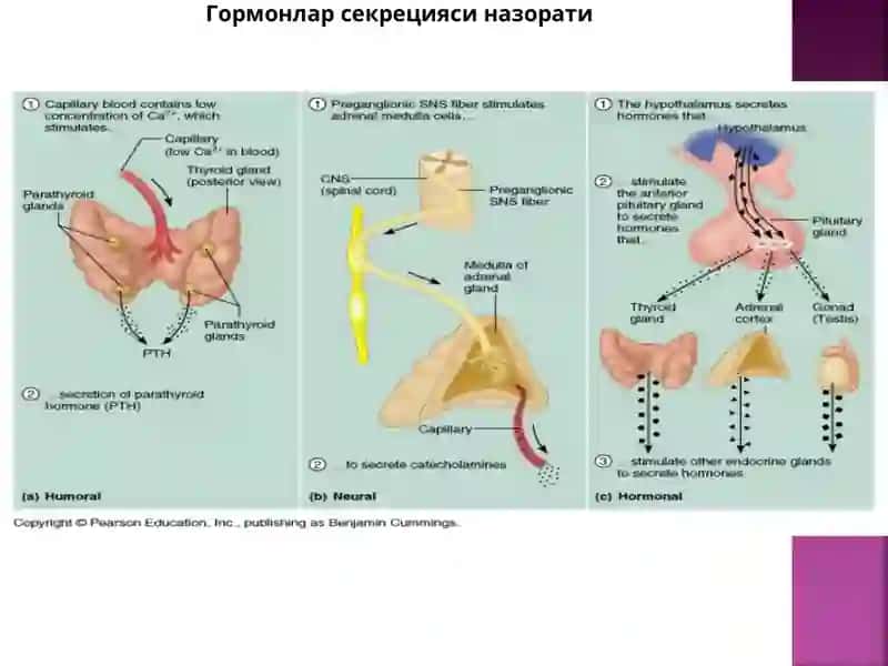 Endokrin organlari anatomiyasi 3