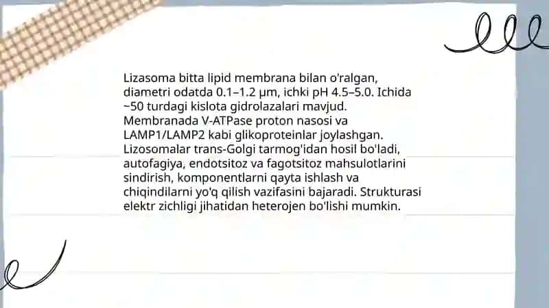 Lizasoma tuzilishi 3