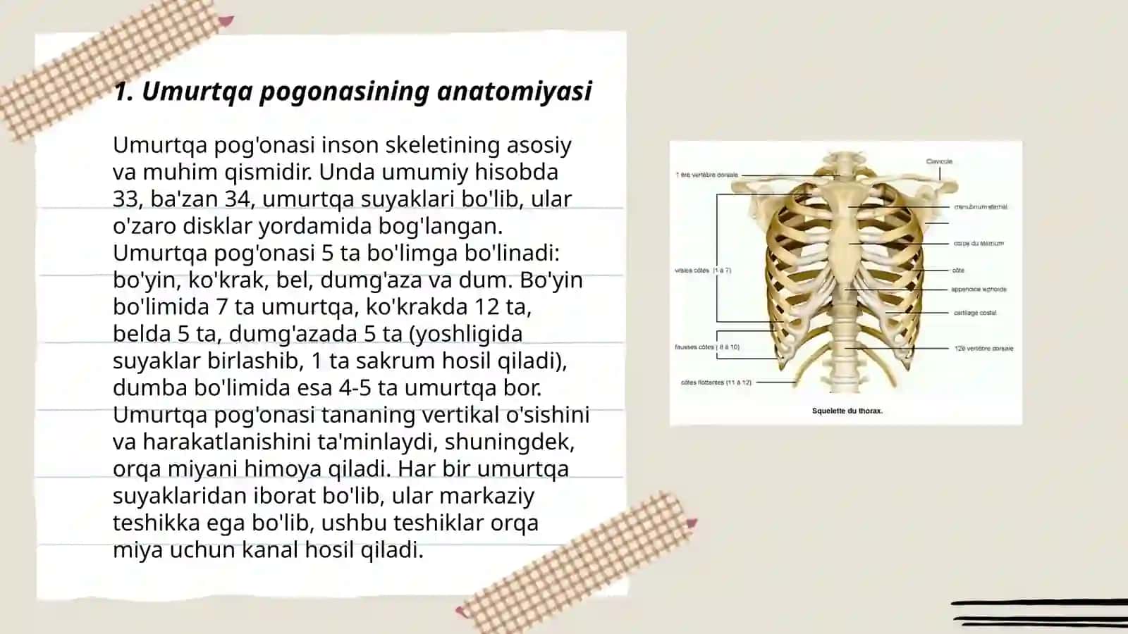Umurtqa pogonasi 3