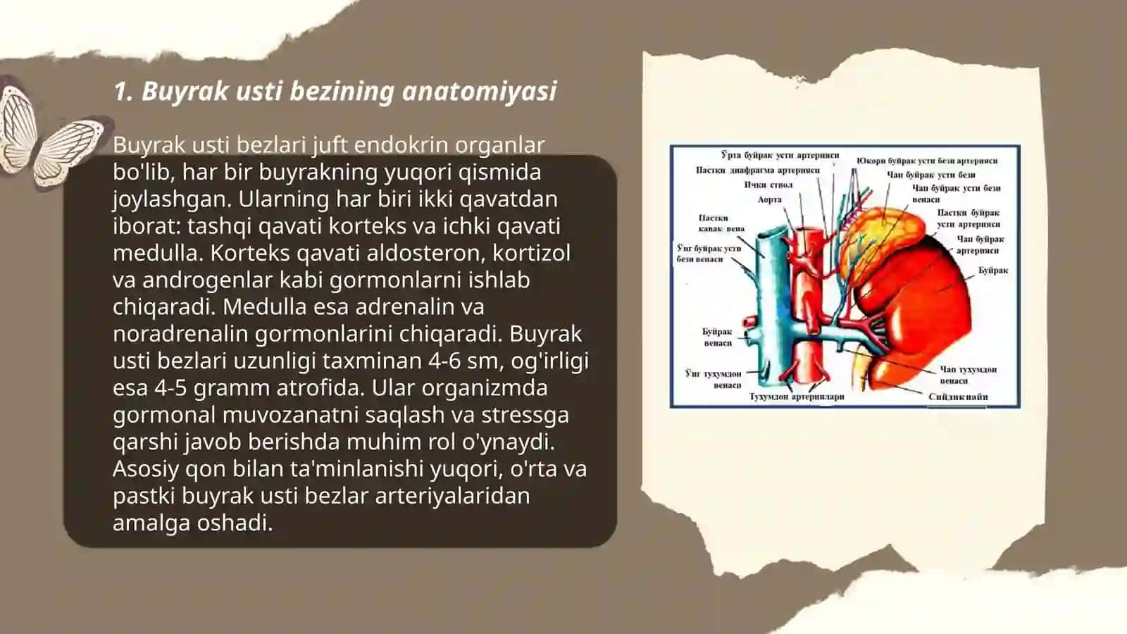 Buyrak usti bezining anatomiyasi 3