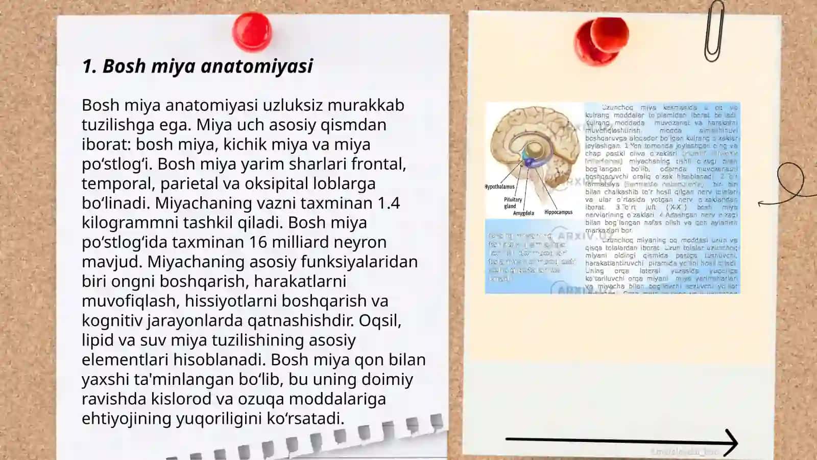 Bosh miya anatomiyasi 3