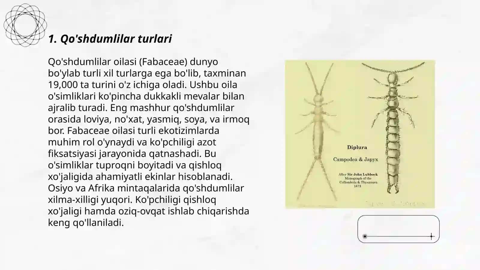 Qo'shdumlilar-Diplura 3