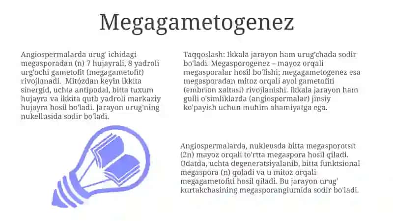Megasporagenez 3
