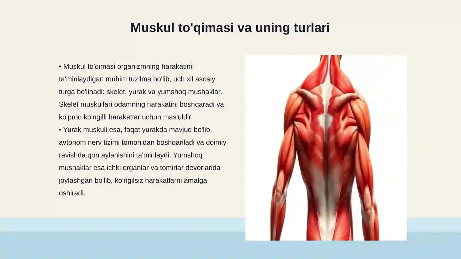 Muskul to'qimasi Gavda muskullari gavdaning orqa guruh muskullari 3