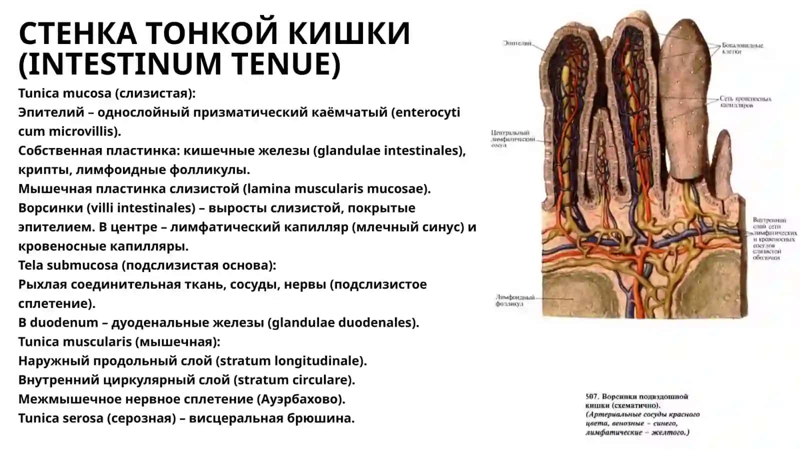 Тонкая и толстая кишка 3