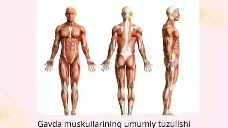 Mushaklar tizimi 3