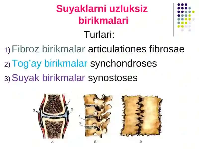 Birlashuvlar.Tana suyaklarini birlashuvi va ularning bolalardagi xususiyatlari 3