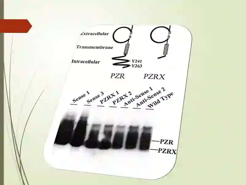 Polimerazazanjirreaksiyasi(PZR) 3