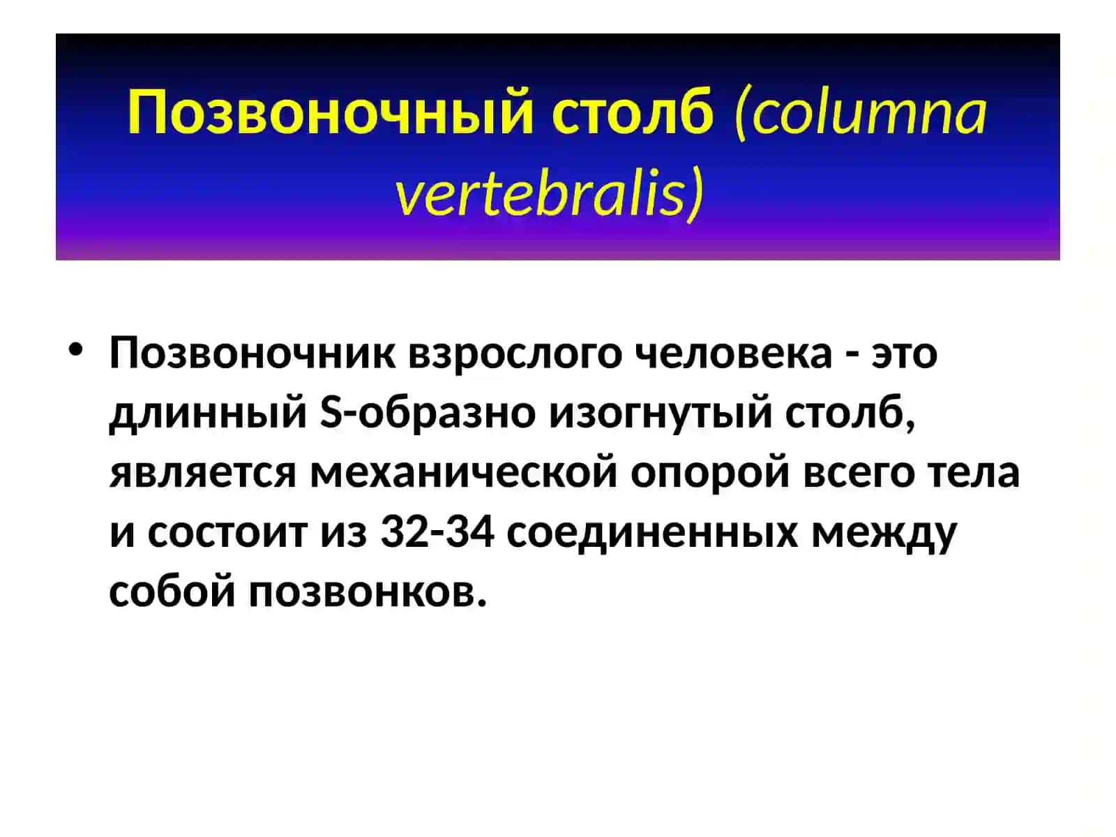 Позвоночный столб(columnavertebralis) 3