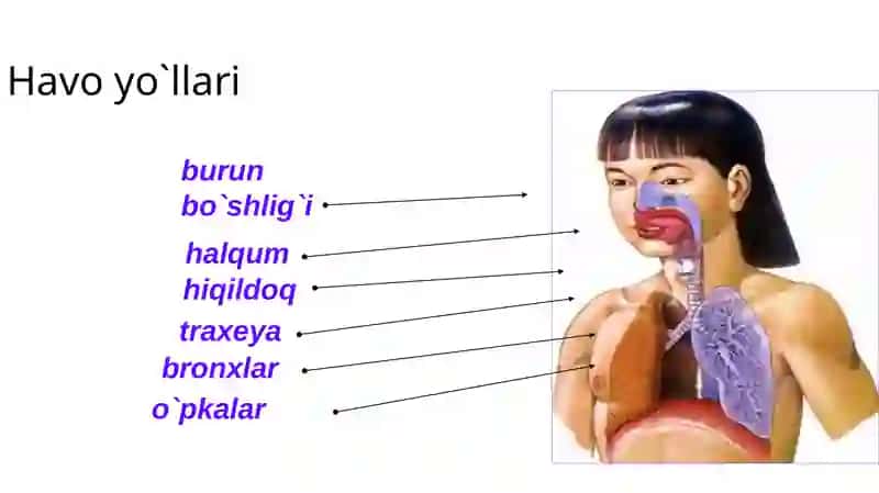 Nafas olish a`zolarining tuzilishi 3