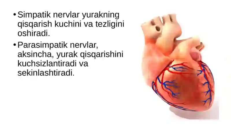 Qon aylanish organlari ishining boshqarilishi 3