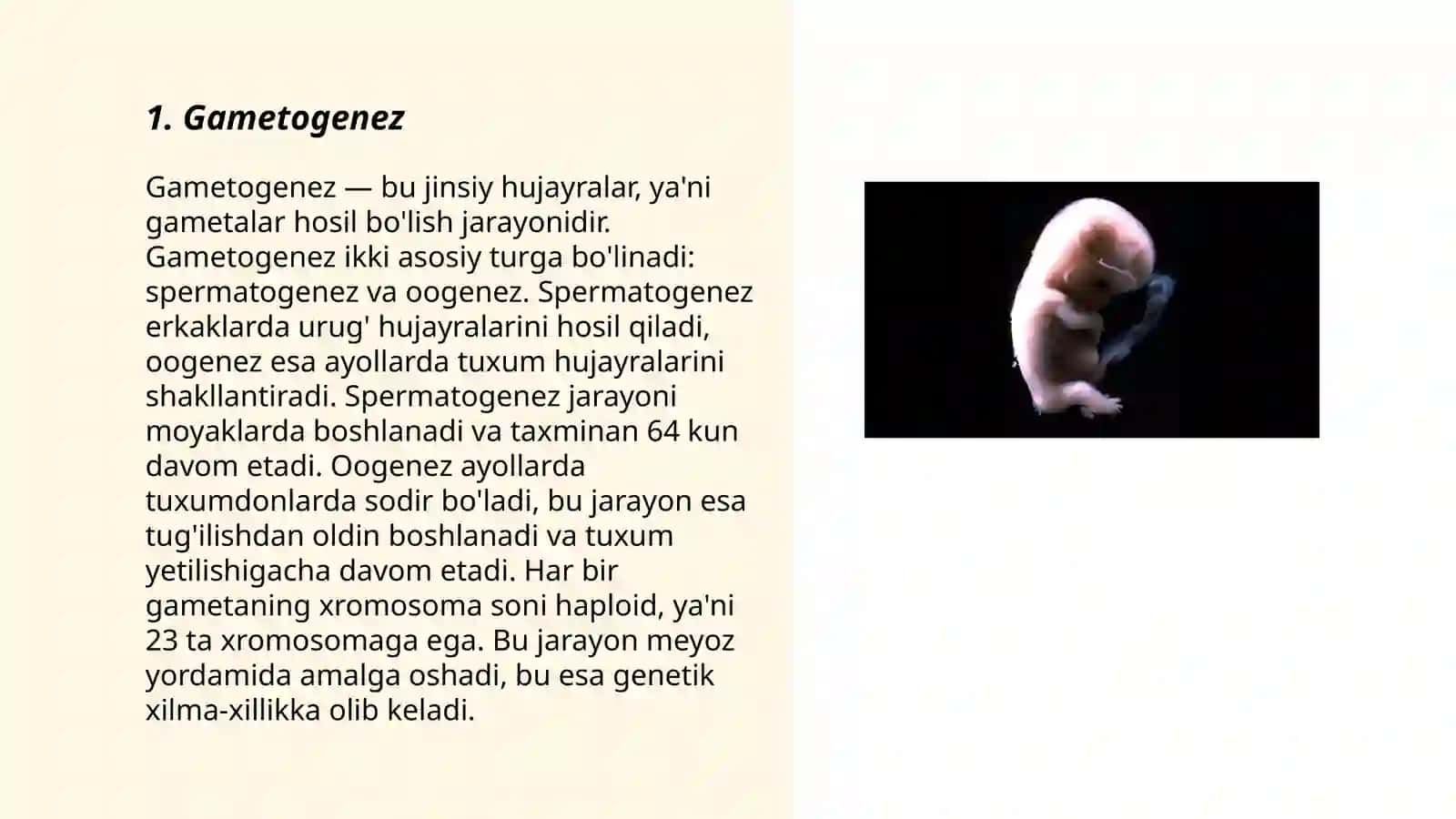 Odam embriologiyasi 3
