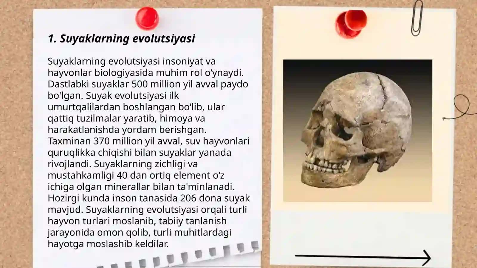 Suyaklar filogenezi 3