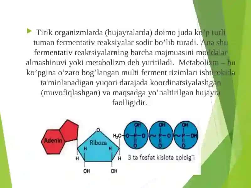 Organizmda moddalar almashinuvi (mətabolizm) 3