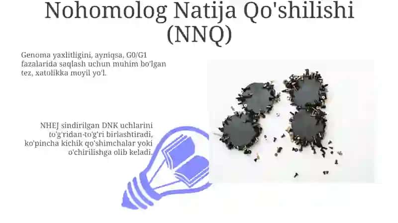 DNK reparatsiyasi 3