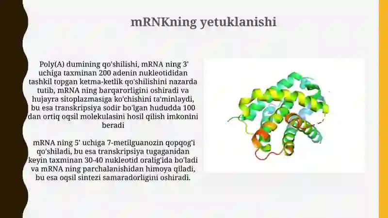 Oqsillar biosintezi 3