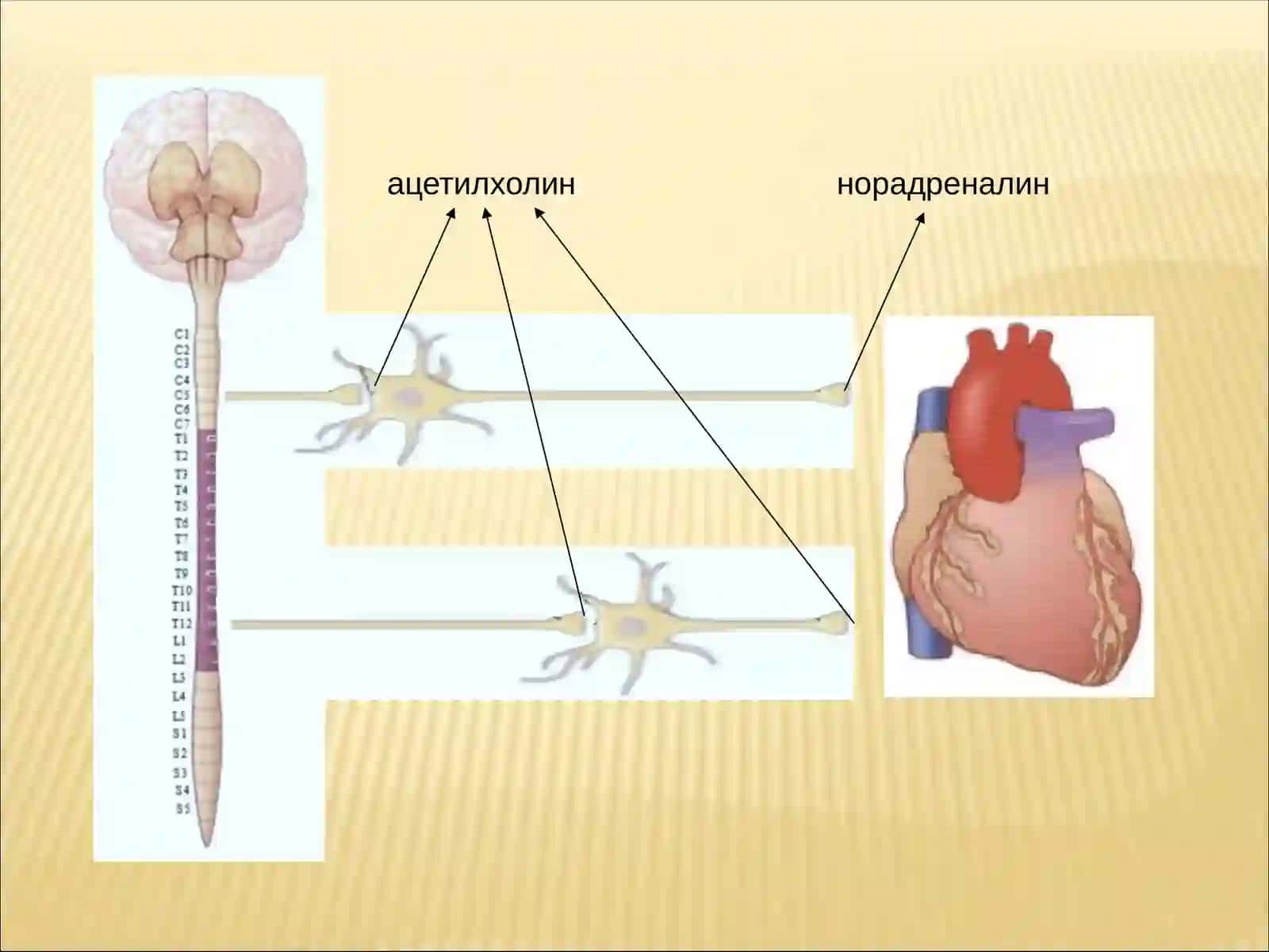 Психотроп моддалар 3