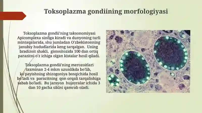 Toksoplazmoz kasalligini qo’zg’ovchisi 3