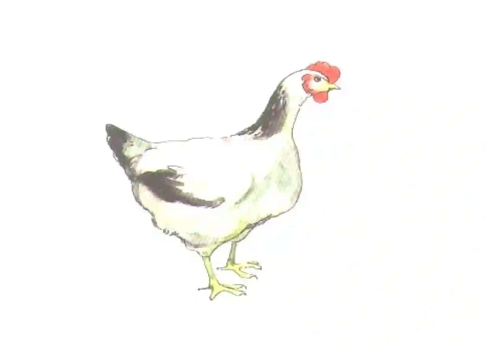 Sayohatchi qushlar 3